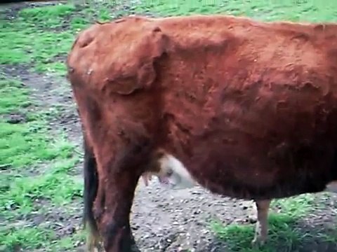 cow feeding baby calf