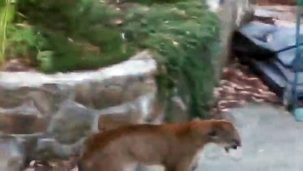 Dogs attack puma