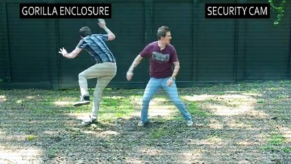 GORILLA ATTACKS AT ZOO!