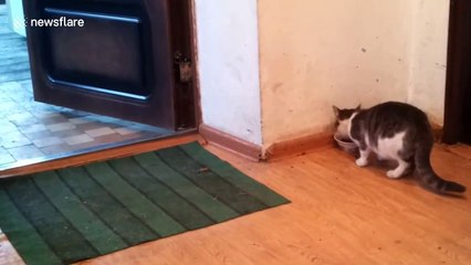 Wild deer enters home to share meal with cat