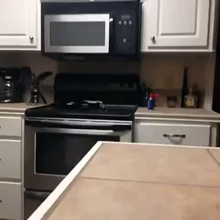 How'd a deer get in my kitchen