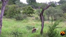 Wild Dogs Versus Baboons - 2 December 2012 - Latest Sightings