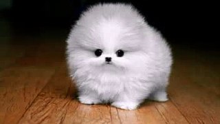 Happy Birthday! Funny Birthday Videos - Puffball the Puppy