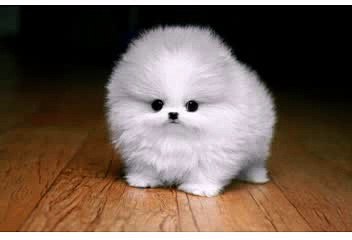 Happy Birthday! Funny Birthday Videos - Puffball the Puppy