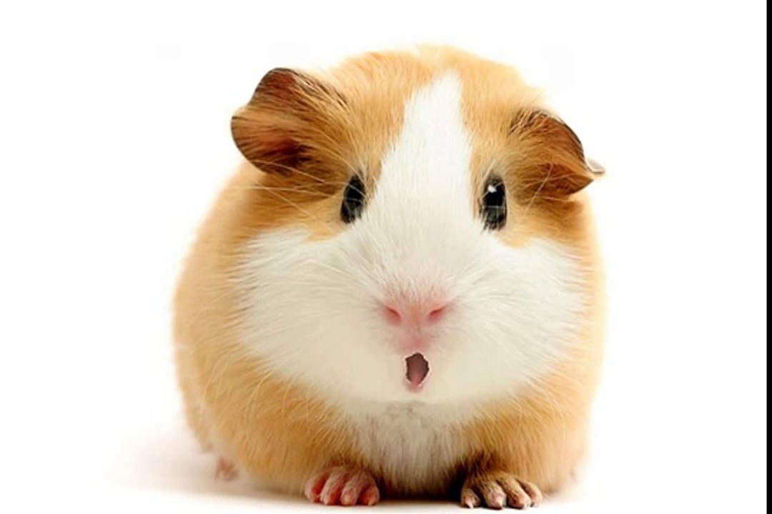 Happy Birthday! Funny Birthday Videos - Gary the Guinea Pig