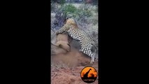 Leopard Kills Warthog in Burrow - Latest Wildlife Sightings