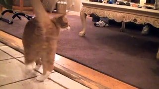 Cat Runs into Stove!-vApmIsLI29E