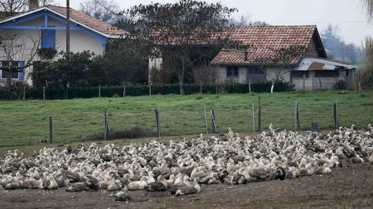 Γαλλία: Σε εφαρμογή έκτακτο σχέδιο για τον περιορισμό της γρίπης των πτηνών