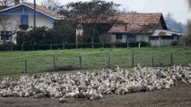Criadores de patos franceses temem pelo futuro