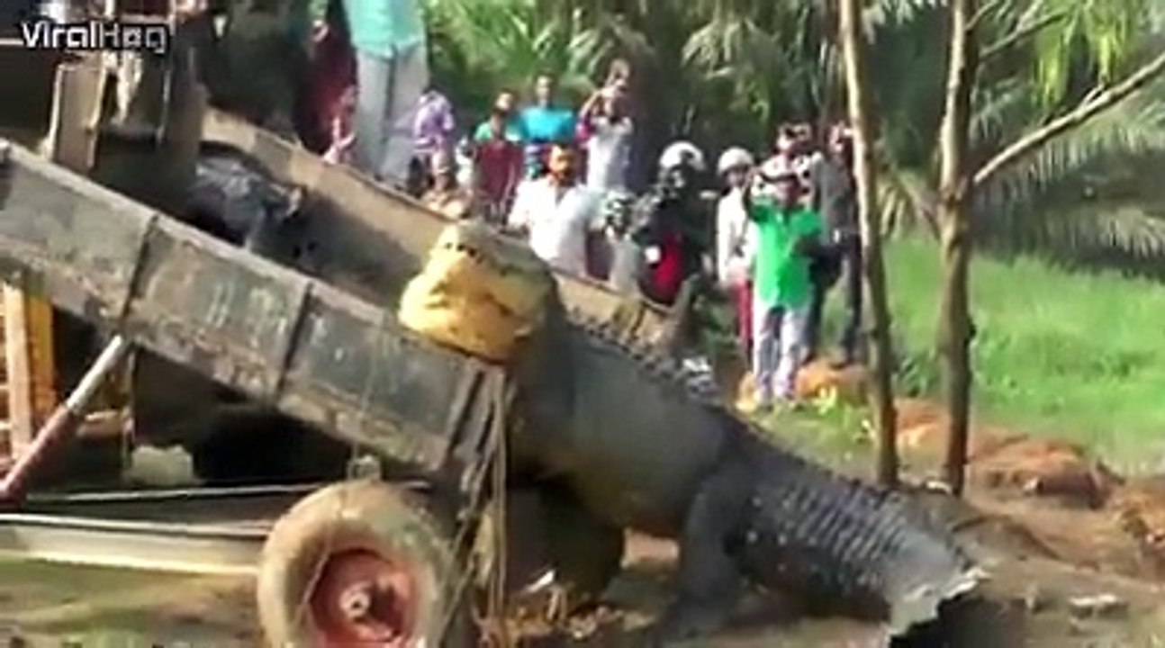Patta video පට්ට වීඩියෝ තඩි කිඹුලෙක්