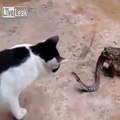 どうしてこうなった？ カエルに食べられかけのヘビ VS ネコ