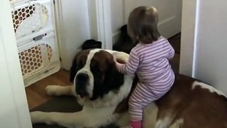 Toddler Tries Ride St. Bernard - (Dog Ain't Having It)