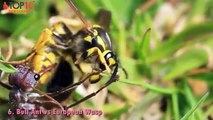 トップ 10 アリ攻撃蛇、蟻 vs ムカデ、ハチ、サソリ✦トップ１０✦