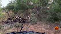 Wild Dogs Killing Wildebeest - Latest Wildlife Sightings