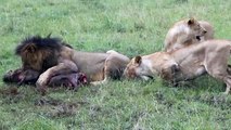 مشهد مؤثر لنزاع على خنزير وهو حي lions fights on food