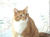 Mylo the Cat for President of Youtube-mr9POzWl8NU