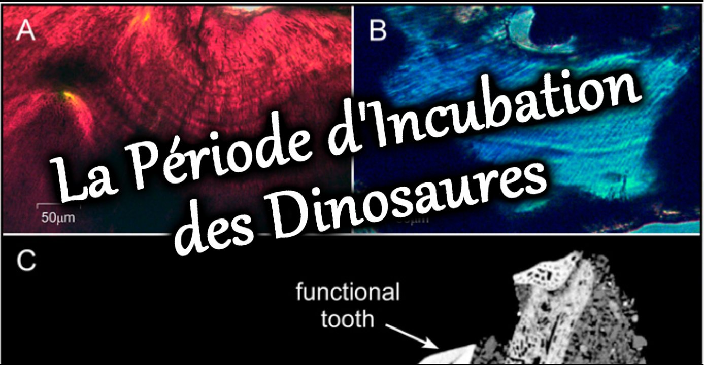 ACTUCRITIQUE 1 - LA PERIODE D'INCUBATION DES DINOSAURES D'APRES G. M. ERICKSON
