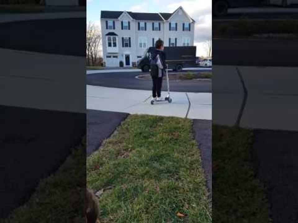 Boxer Eagerly Awaits UPS Driver