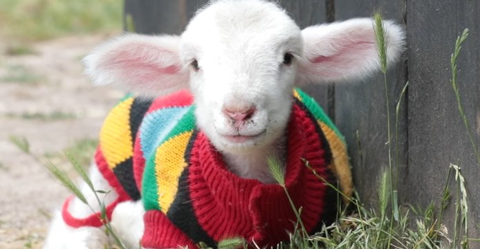 An Animal Sanctuary Looks Back at Its Cutest Moments