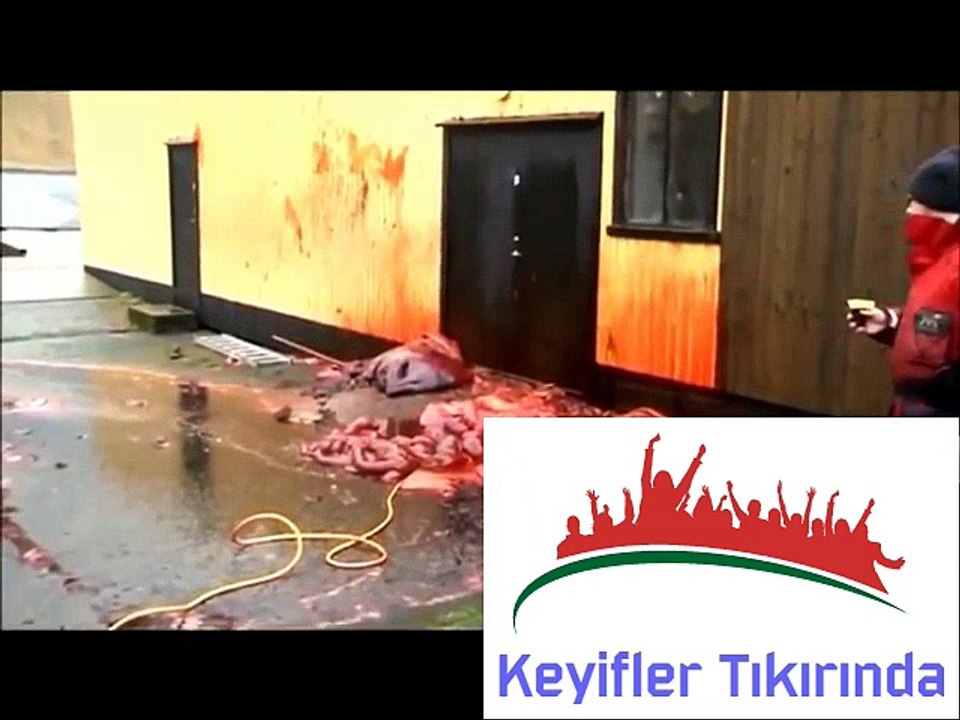 600 Kg Of Whale Heart! (30 Real, You Wouldn't Believe!)