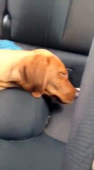 Little Labrador Gets Hiccups