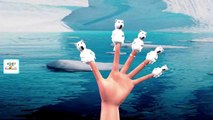 The Bear Finger Family Song | Animal 3D Cartoon Animation Finger Family Children Nursery Rhymes