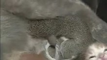 Cat-Nursing-Squirrels