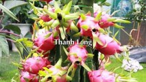 20 cây ăn trái nhỏ xinh ngon nên trồng tại nhà