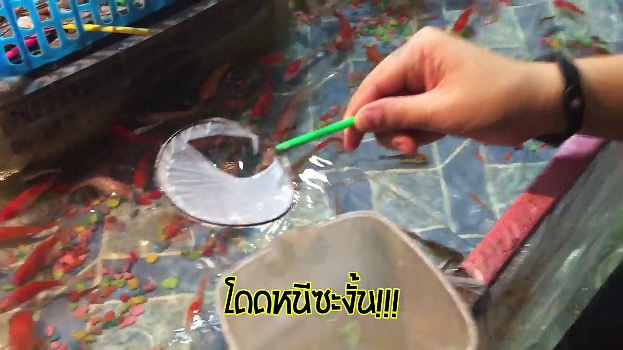 งานวัดฮาเฮ แข่งช้อนปลางานวัดกับเทคนิคขั้นเทพ