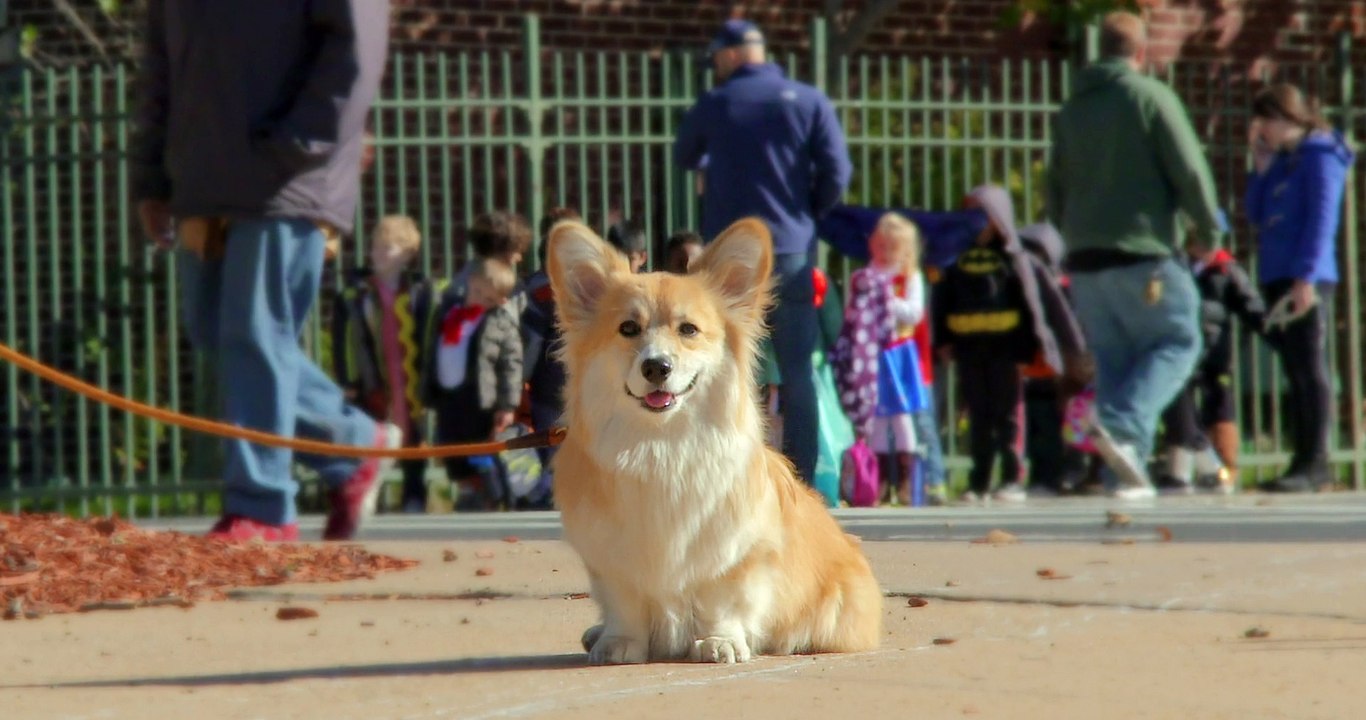 Maxine the Fluffy Corgi