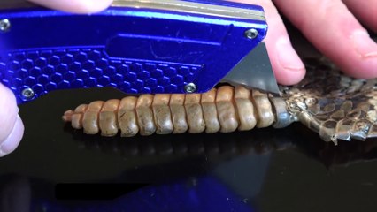 Khám phá bí ẩn trong đuôi rắn chuông