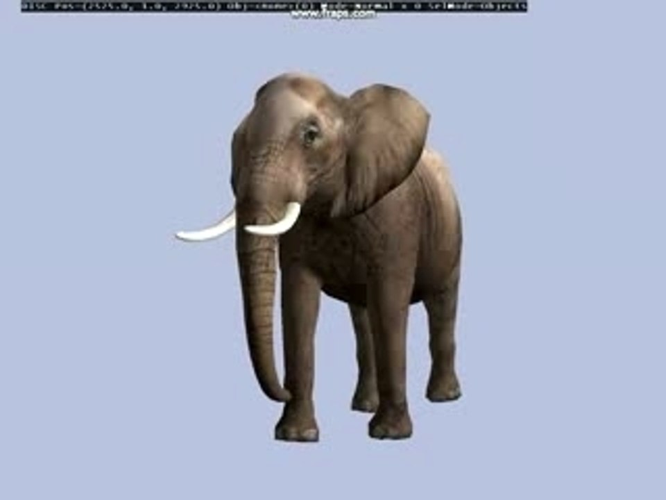 ELEPHANT CURIEUX