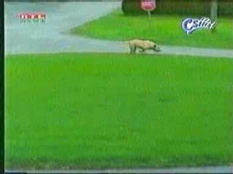 smartdog
