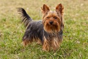 Top 10 Most Popular Dog Breeds In the World 2016