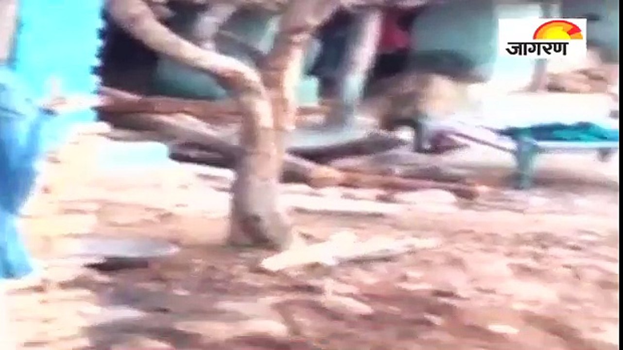 गांव में घुसा लकड़बग्घा, लोगों में फैली दहशत