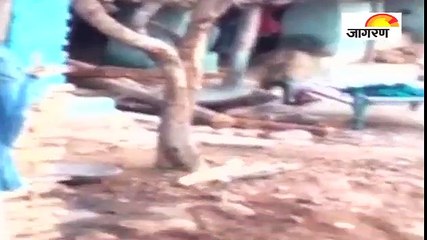 गांव में घुसा लकड़बग्घा, लोगों में फैली दहशत