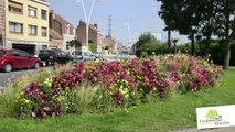 La première fleur au concours des villes et villages fleuris