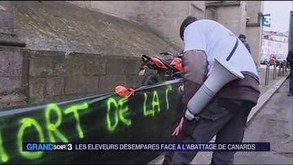 Grippe aviaire : coup dur pour les éleveurs