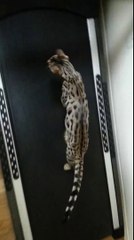 Ce chat bengal s'entraine pour devenir une vraie panthère...