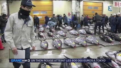 Japon : un prix record pour un thon rouge