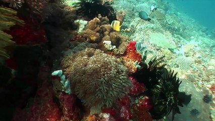 Wonderful Indonesia  Diving