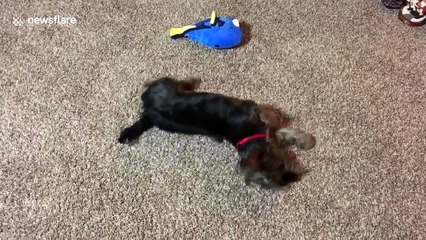 Cute puppy thinks he is Dory the fish