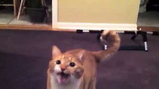 Ultimate Cat Tease Part 7 (Ultimate Dog Tease Parody)-g2Wxpbcs4o8