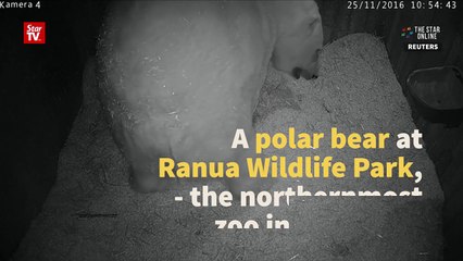 Polar bear cub born in captivity in Finland-8ToiWZmYwPo