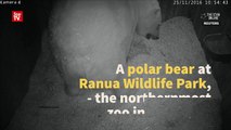Polar bear cub born in captivity in Finland-8ToiWZmYwPo