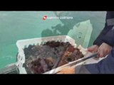 Sequestro di 2.500 ricci nell'Area Marina Protetta di Porto Cesareo