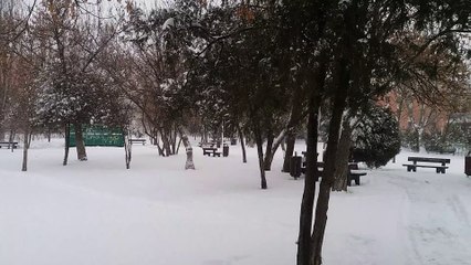First snow in Bucharest in 2017 - My dog Collie in Parc Titanii in 6 Ianuarie 2017