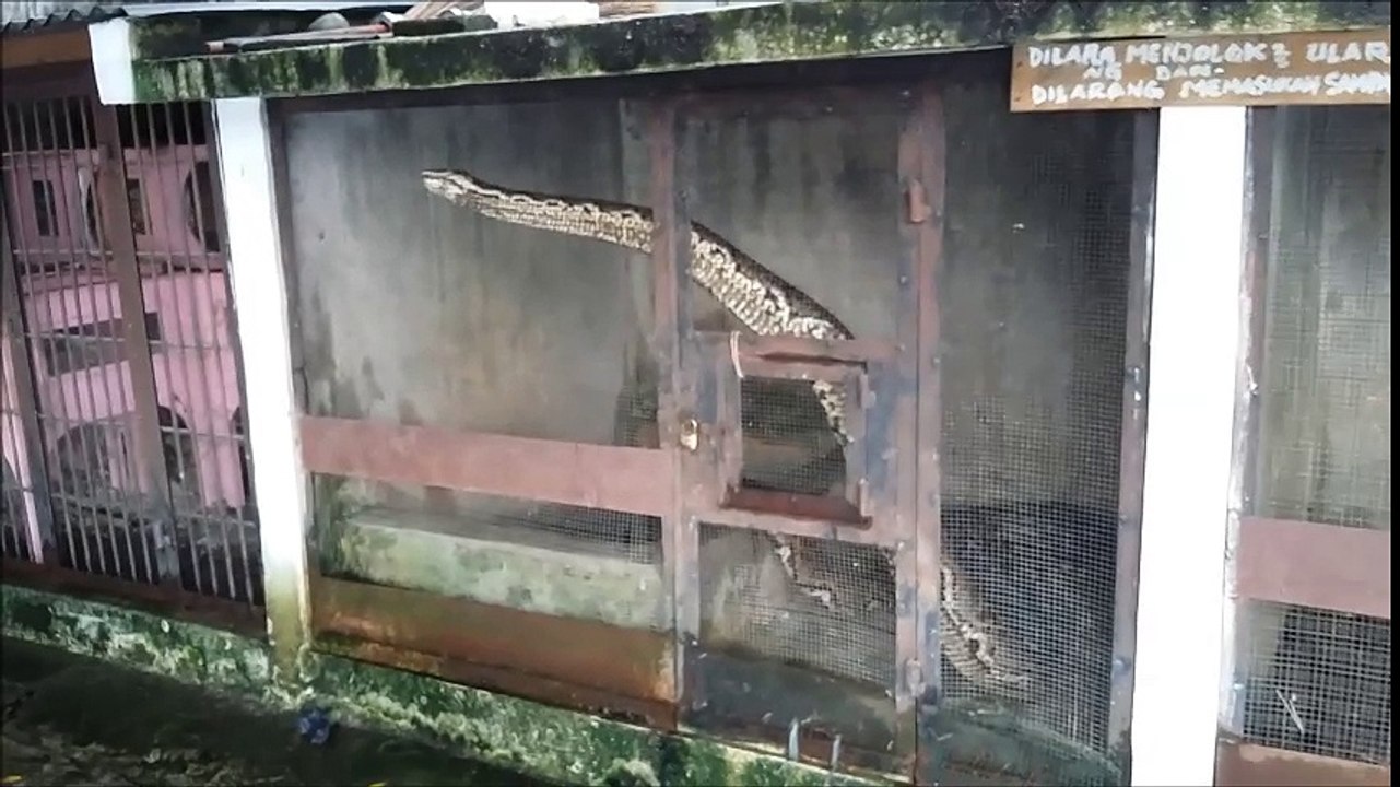 Big snake in the cage