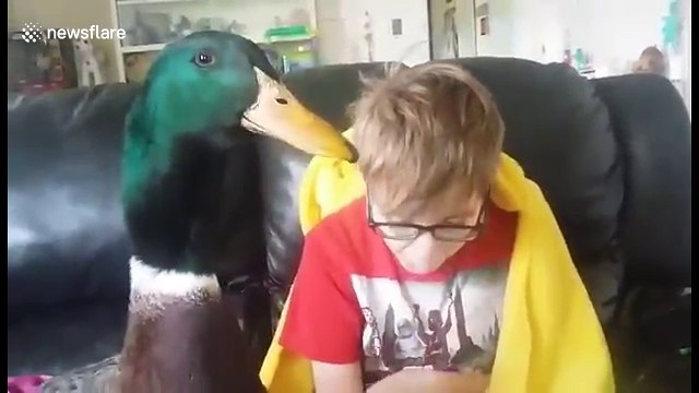 Nibbles the pet duck and his owner have beautiful bonding moment