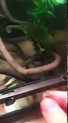 My Pet Jacksons Chameleon Eating a Cricket